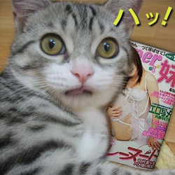 �I�X�X���L���A�_���g�T�C�g�b���C�����悪�ς����A�i�^��